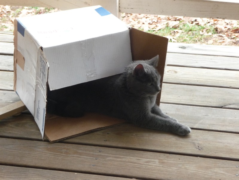 Samus and her box 1.JPG